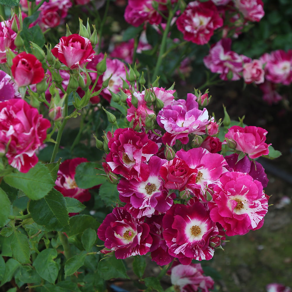 Purple Splash Climbing Rose - Outdoor Heirloom Flowers