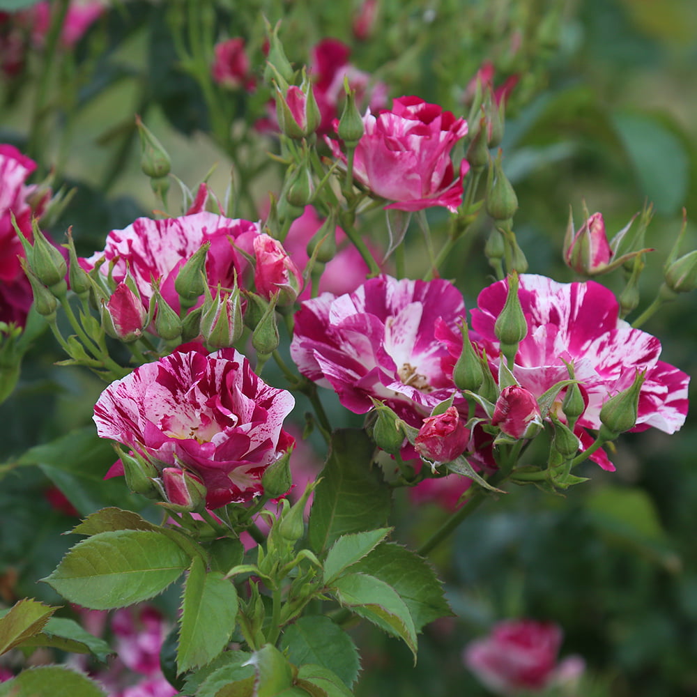 Purple Splash Climbing Rose - Outdoor Heirloom Flowers