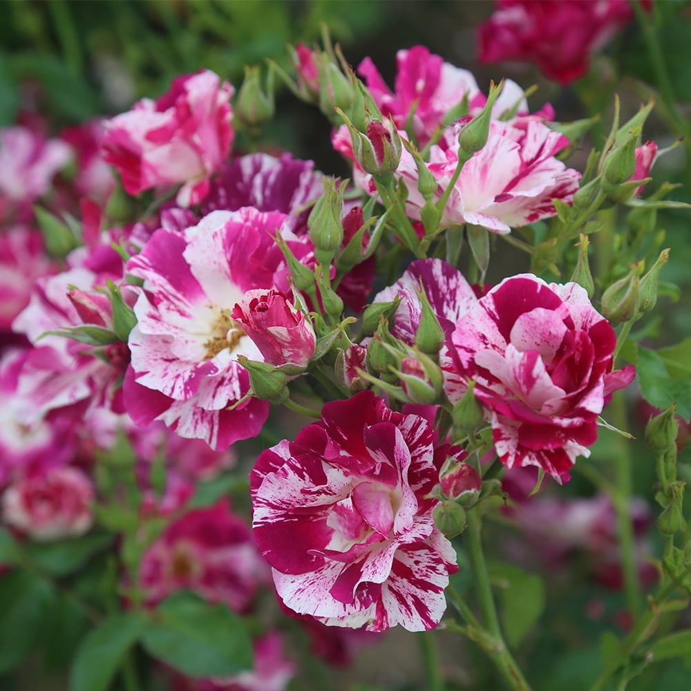Purple Splash Climbing Rose - Outdoor Heirloom Flowers