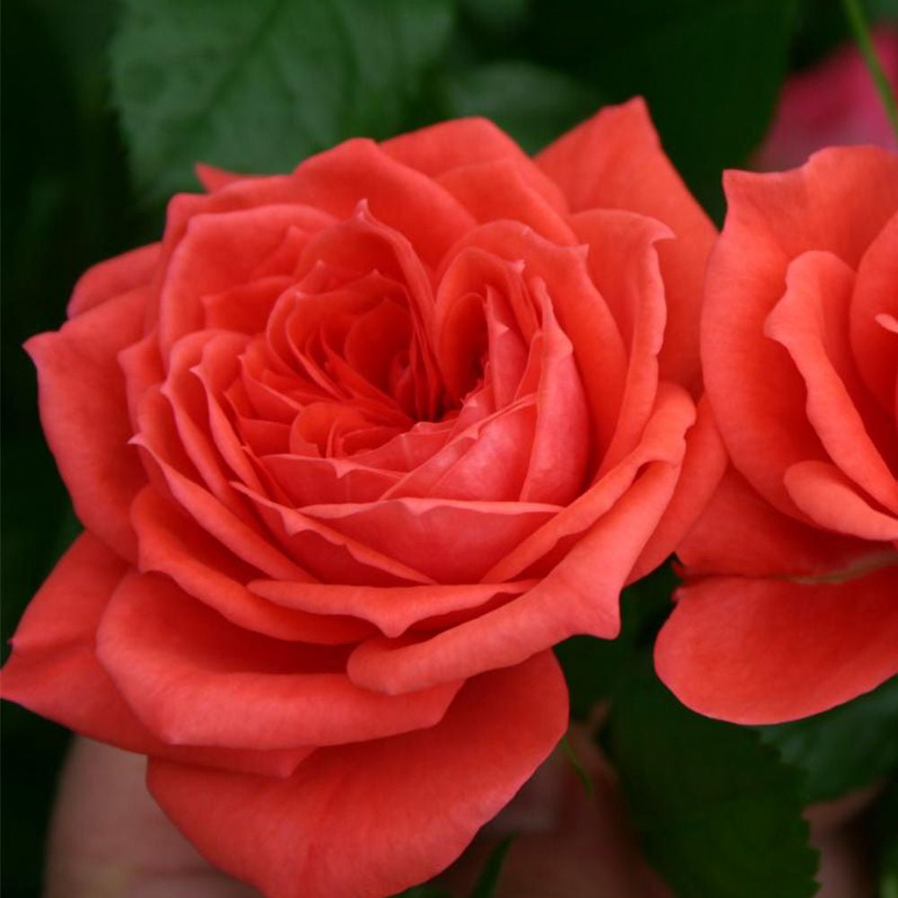 Veranda Jolie Floribunda Rose Bush - Red Flowers