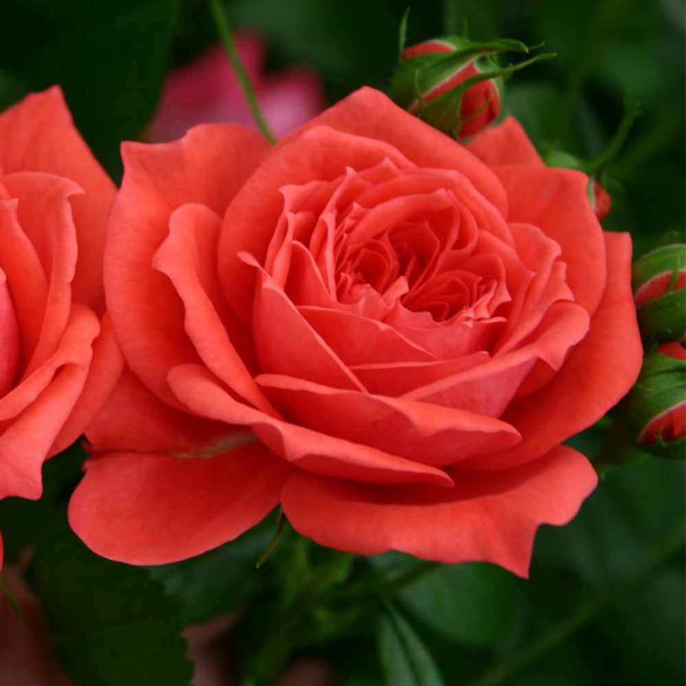 Veranda Jolie Floribunda Rose Bush - Red Flowers