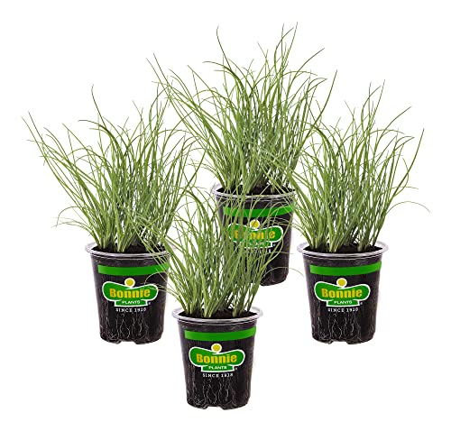 4 Pack Bonnie Plants Onion Chives - Perennial