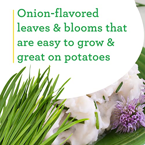 4 Pack Bonnie Plants Onion Chives - Perennial