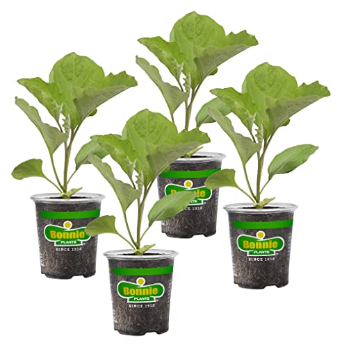 4 Pack Live Black Beauty Eggplant, 3-4 Ft. Tall