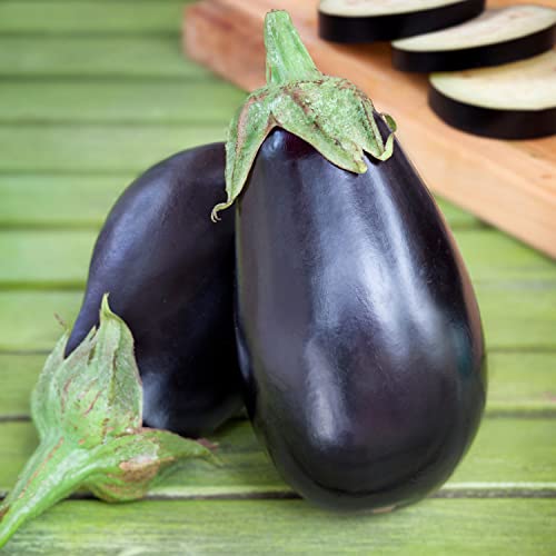 4 Pack Live Black Beauty Eggplant, 3-4 Ft. Tall