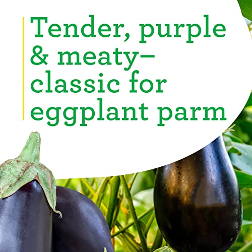 4 Pack Live Black Beauty Eggplant, 3-4 Ft. Tall