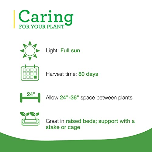 4 Pack Live Black Beauty Eggplant, 3-4 Ft. Tall