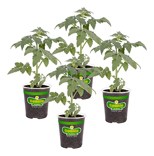 4-Pack Big Boy Tomato Plants, 6-10 Ft., 16-32 Oz