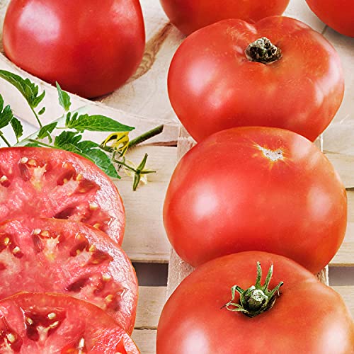 4-Pack Big Boy Tomato Plants, 6-10 Ft., 16-32 Oz