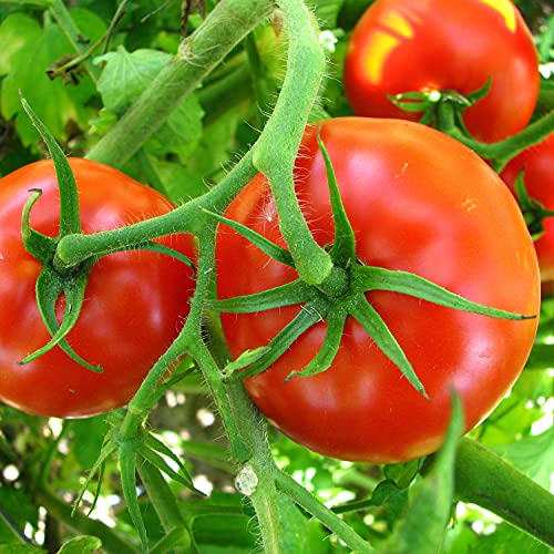 4-Pack Big Boy Tomato Plants, 6-10 Ft., 16-32 Oz