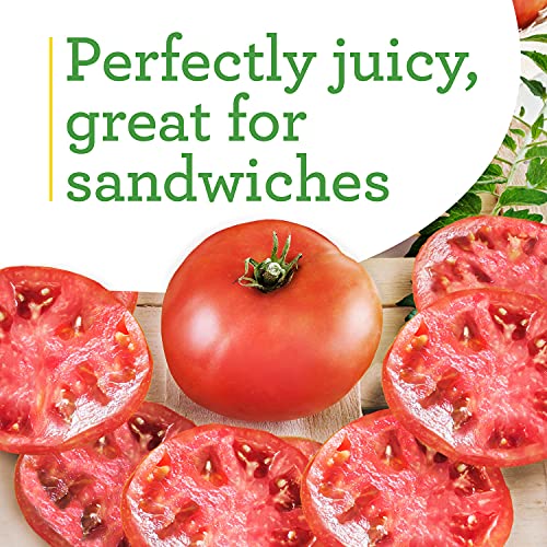 4-Pack Big Boy Tomato Plants, 6-10 Ft., 16-32 Oz