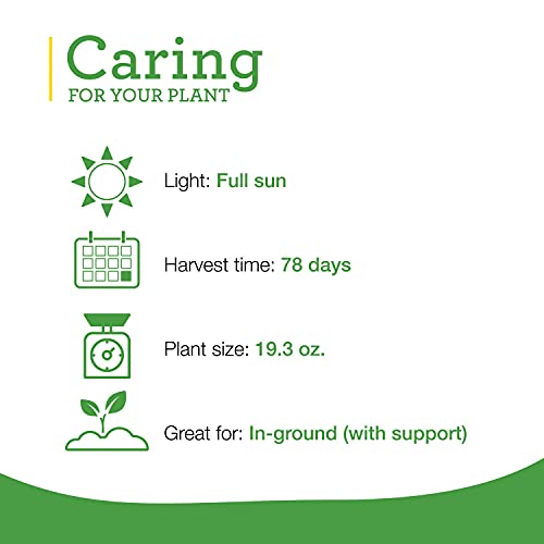 4-Pack Big Boy Tomato Plants, 6-10 Ft., 16-32 Oz