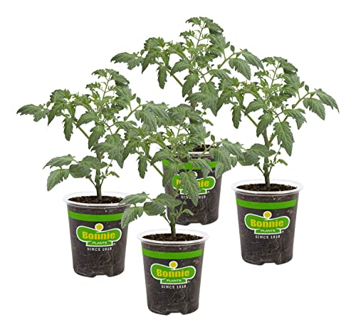4-Pack Non-GMO Husky Cherry Red Tomato Plants