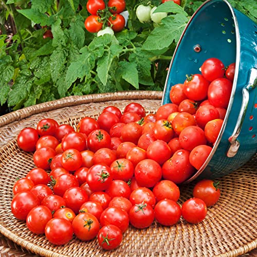 4-Pack Non-GMO Husky Cherry Red Tomato Plants