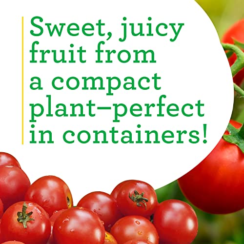 4-Pack Non-GMO Husky Cherry Red Tomato Plants