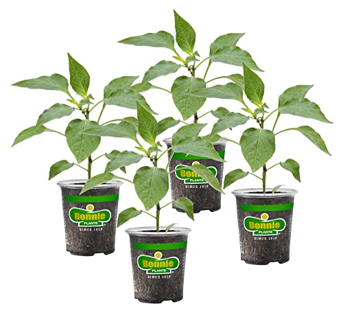 4-Pack Non-GMO Green Bell Pepper Live Plants