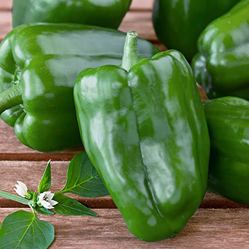 4-Pack Non-GMO Green Bell Pepper Live Plants