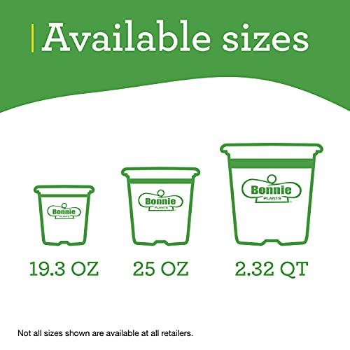 4-Pack Non-GMO Green Bell Pepper Live Plants