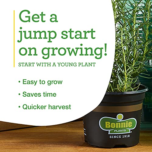 4-Pack Non-GMO Green Bell Pepper Live Plants