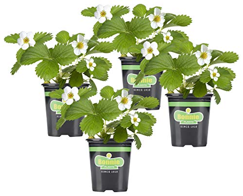 Bonnie Plants Strawberry Live Plant 4-Pack