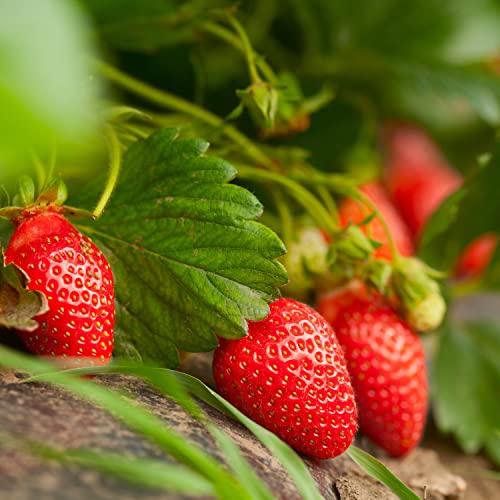 Bonnie Plants Strawberry Live Plant 4-Pack