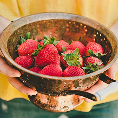 Bonnie Plants Strawberry Live Plant 4-Pack