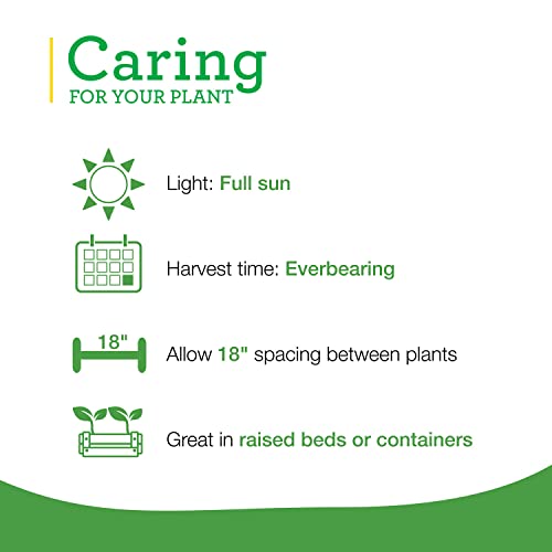 Bonnie Plants Strawberry Live Plant 4-Pack