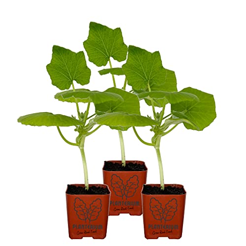 Green Zucchini Variety Squash Plants | 5" - 8" Tall