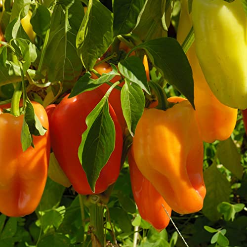 Clovers Garden Gypsy Pepper Plants - Two Live Plants