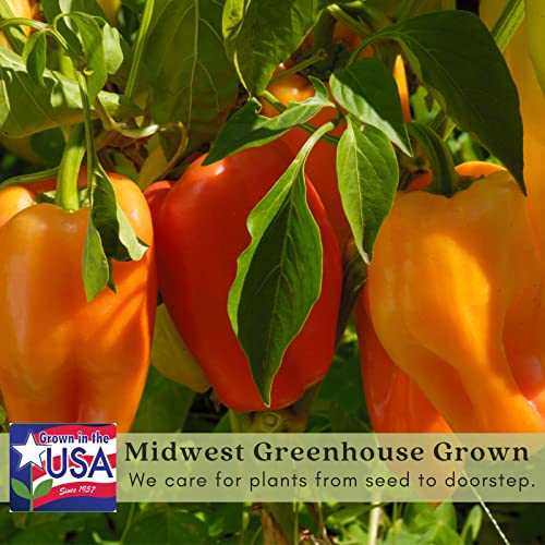 Clovers Garden Gypsy Pepper Plants - Two Live Plants