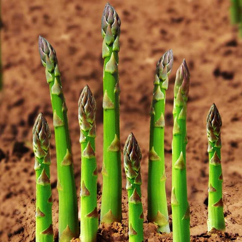 Passion Green Asparagus Seedling Plants for Home Garden