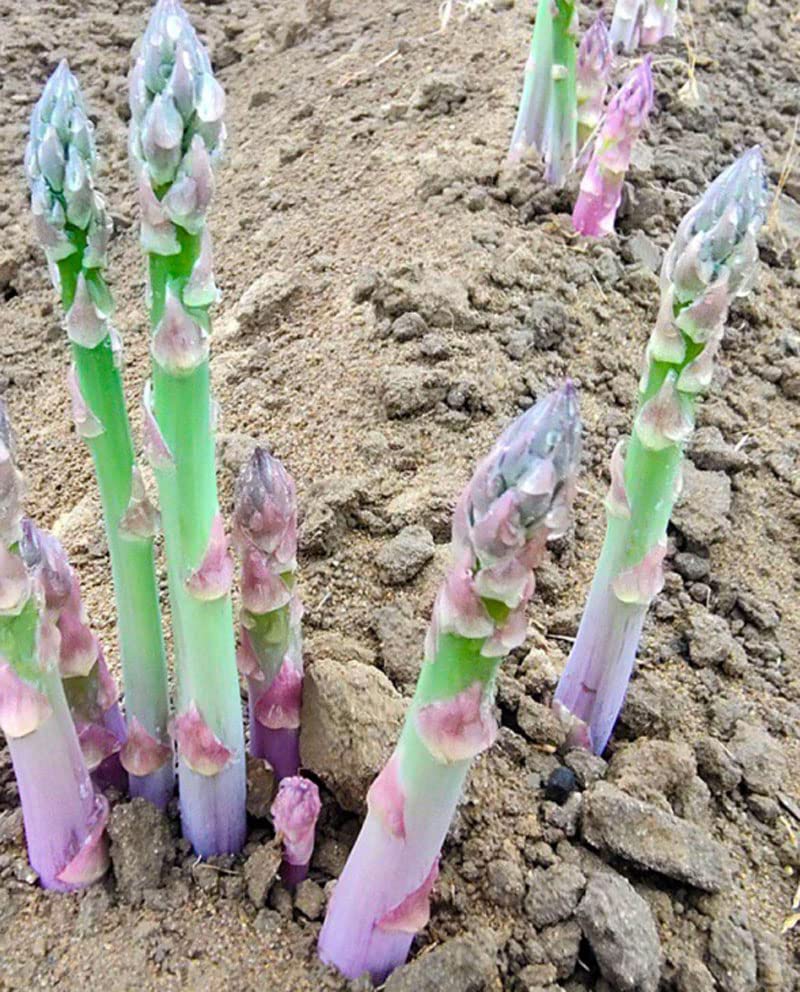 Passion Green Asparagus Seedling Plants for Home Garden