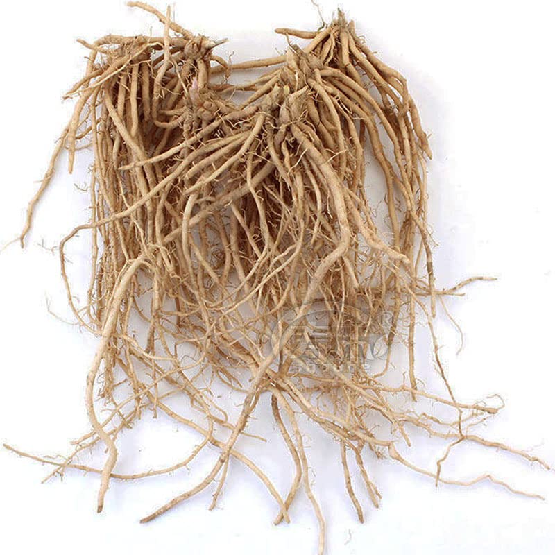 Passion Green Asparagus Seedling Plants for Home Garden