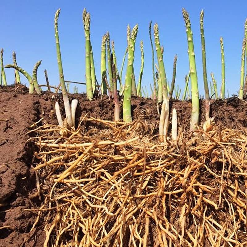 Passion Green Asparagus Seedling Plants for Home Garden