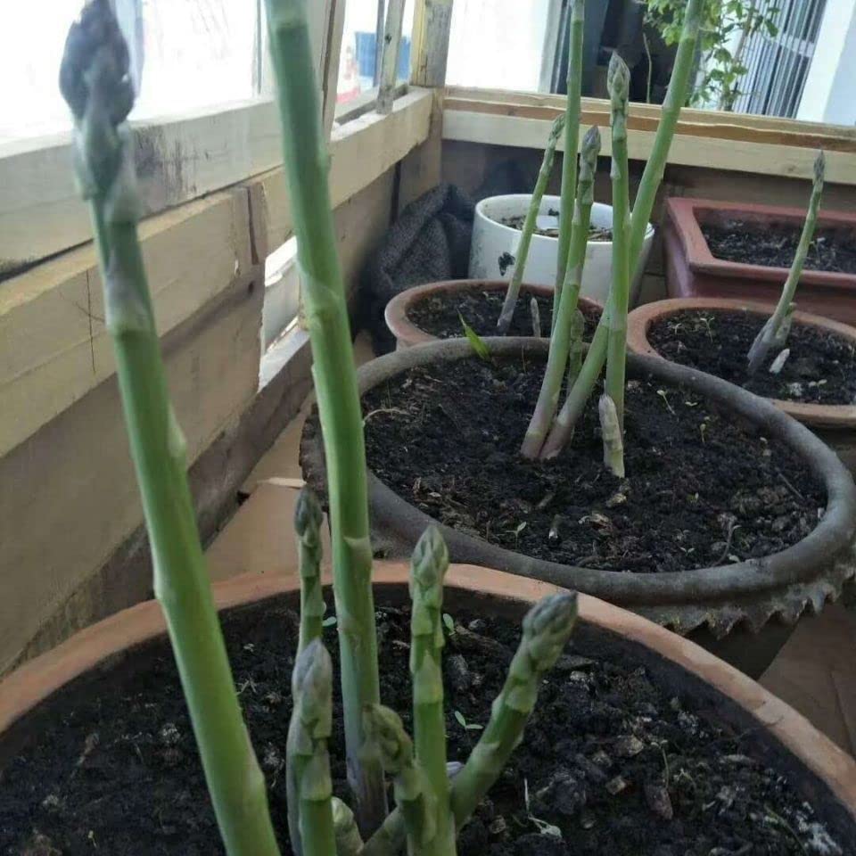 Passion Green Asparagus Seedling Plants for Home Garden