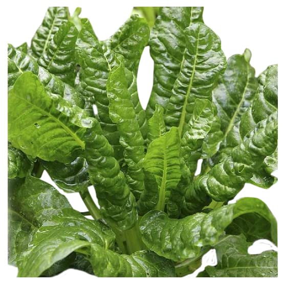 Perpetual Spinach: Delicious and Healthy