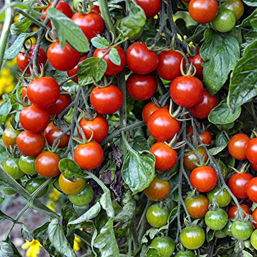 Bonnie Plants Super Sweet 100 Cherry Tomato, Red
