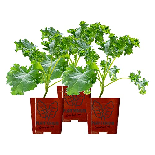 Triple Dwarf Live Kale Plants | Blue Curled Vates
