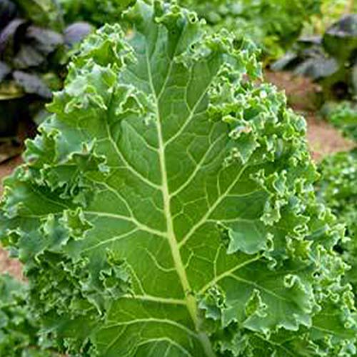 Triple Dwarf Live Kale Plants | Blue Curled Vates