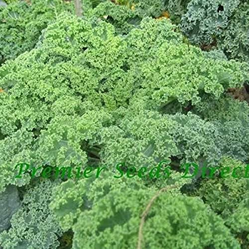 Triple Dwarf Live Kale Plants | Blue Curled Vates
