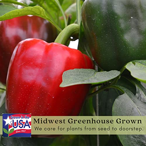 King Arthur Bell Pepper Plants; Sweet, Ripens Red