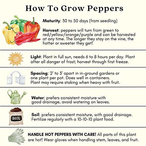 King Arthur Bell Pepper Plants; Sweet, Ripens Red