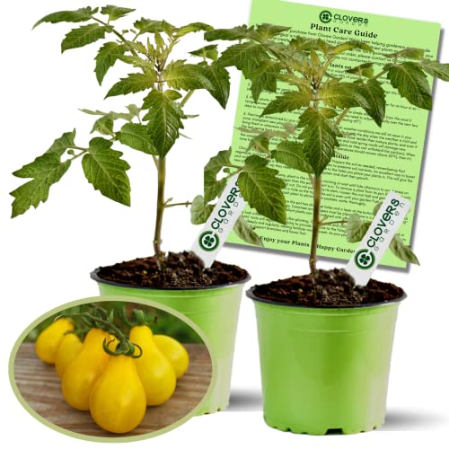 Yellow Pear Tomato Plants - Two Live Non-GMO Plants