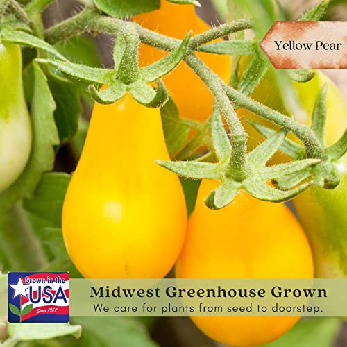 Yellow Pear Tomato Plants - Two Live Non-GMO Plants