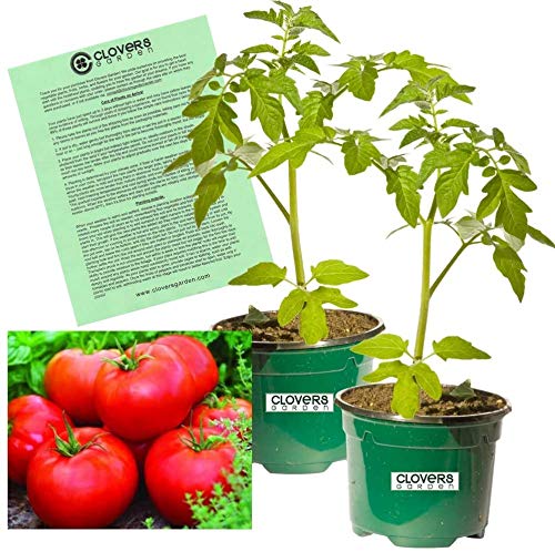 Two Live Big Boy Tomato Plants, Non-GMO, 4"-8" Tall