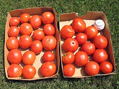 Two Live Big Boy Tomato Plants, Non-GMO, 4"-8" Tall