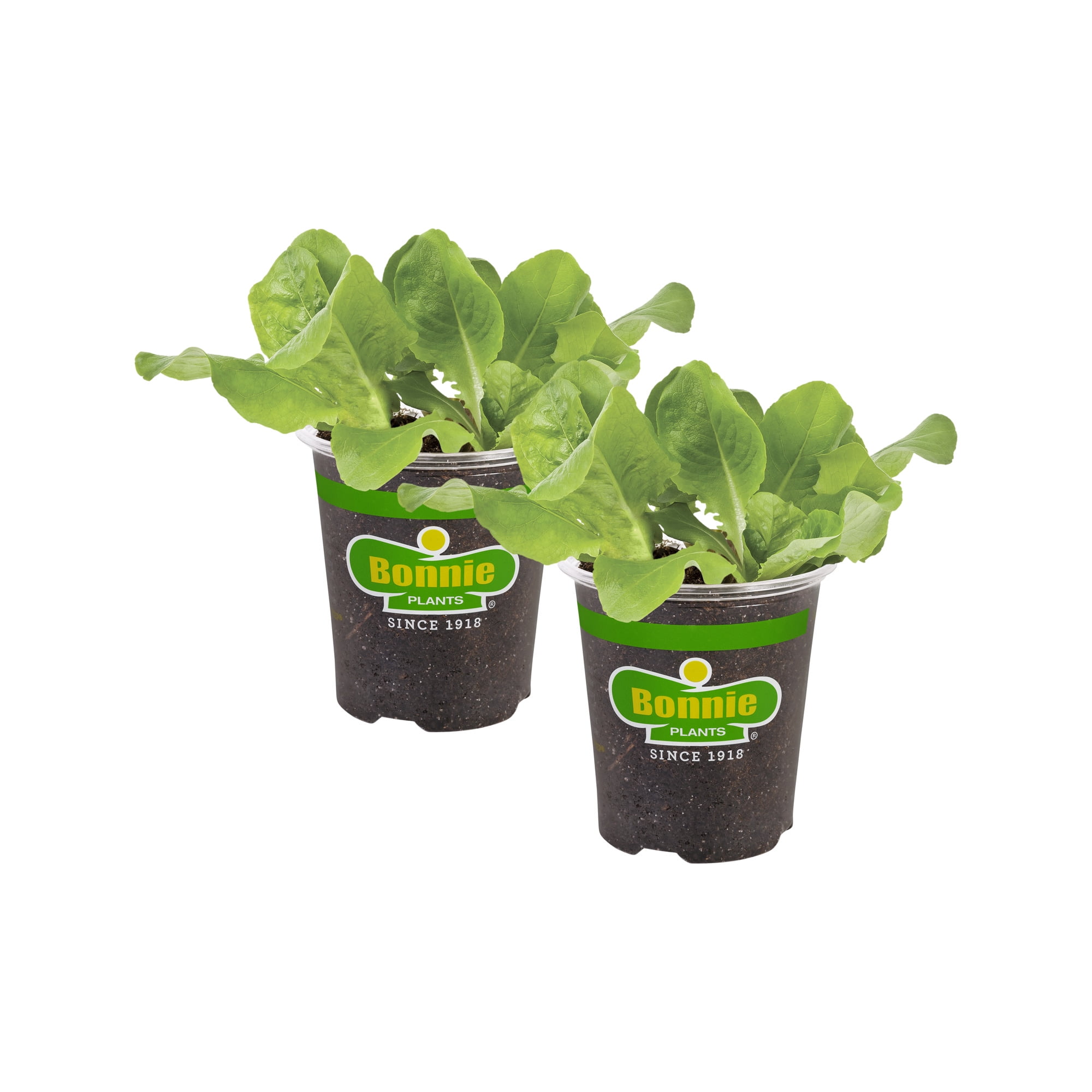 2-Pack Bonnie Plants Buttercrunch Lettuce 19.3 oz