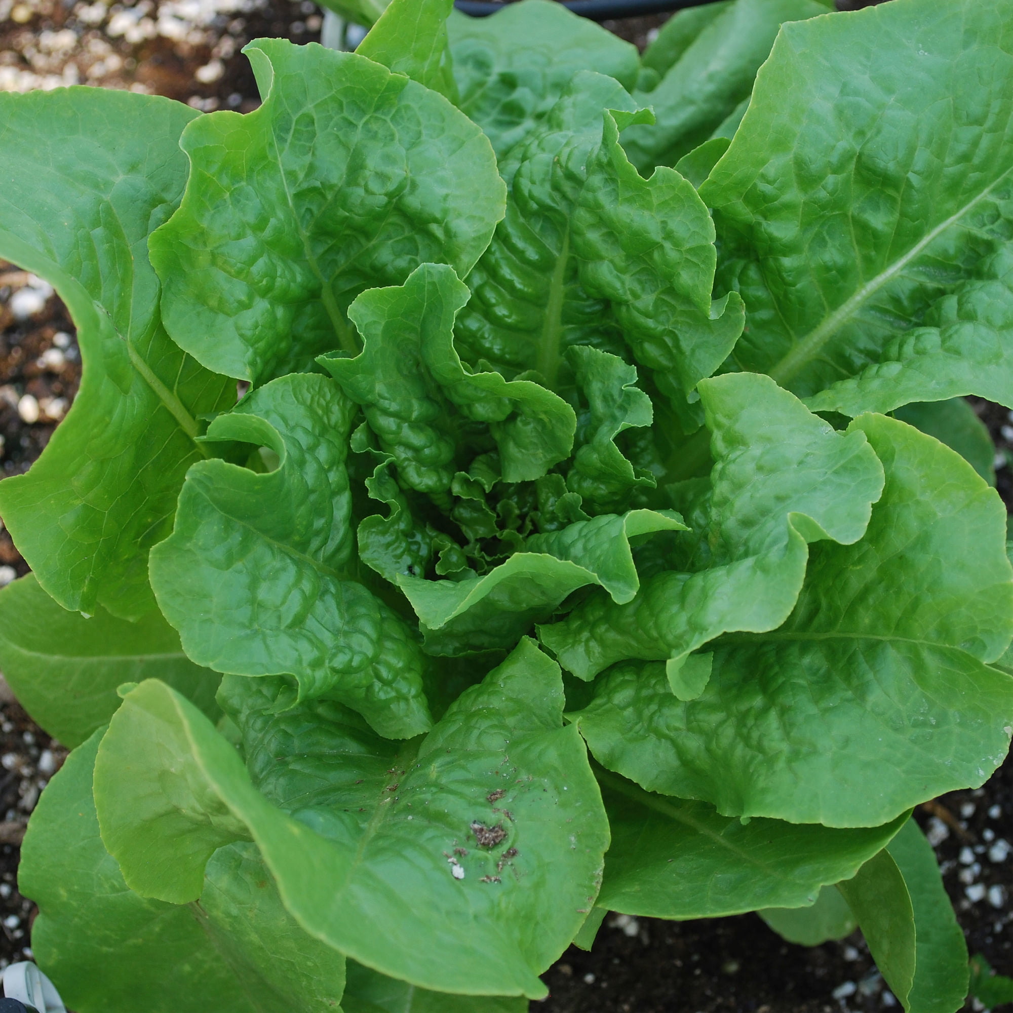 2-Pack Bonnie Plants Buttercrunch Lettuce 19.3 oz
