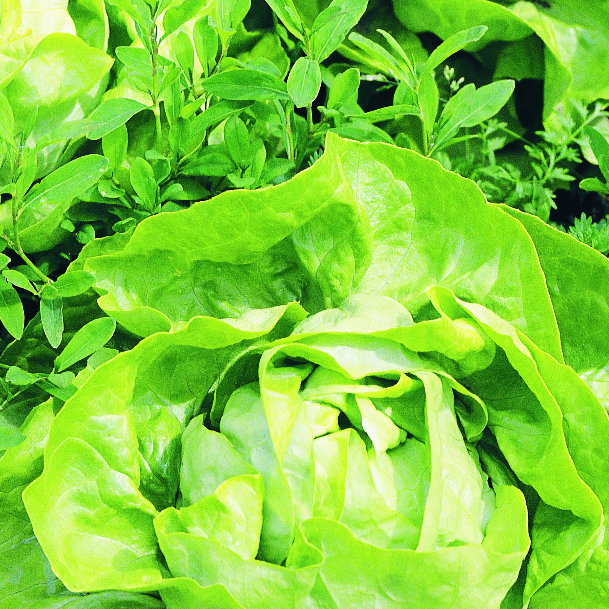 2-Pack Bonnie Plants Buttercrunch Lettuce 19.3 oz