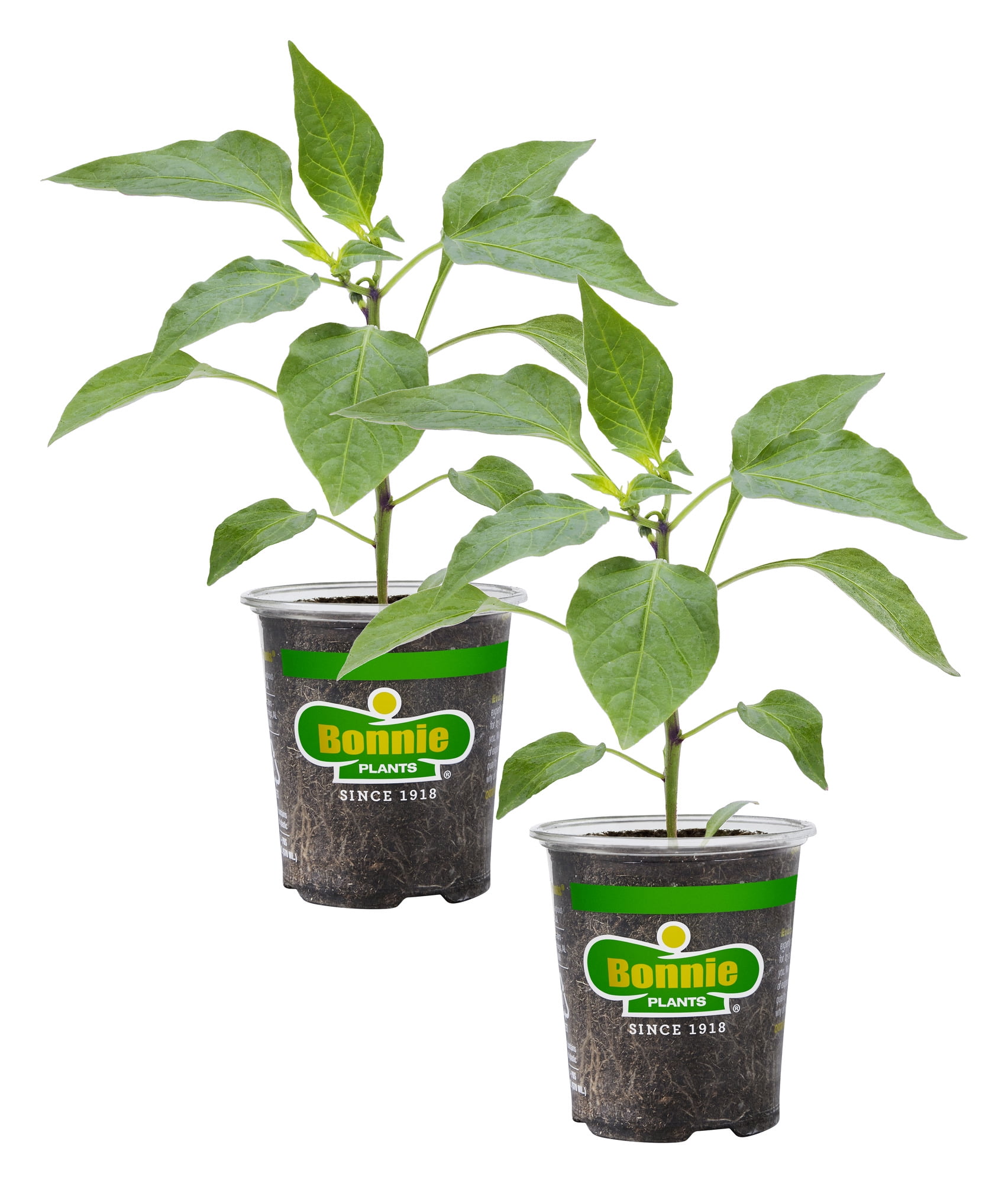 Sweet Green Bell Pepper Plants 2-Pack - 19.3 oz